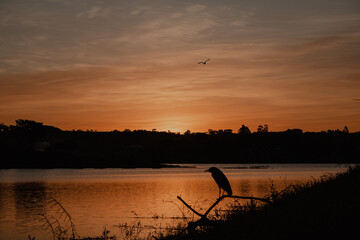 Silhouette of Bird Perched at Sunset