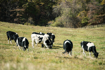 Fototapeta premium Herd Of Dairy Cattle Grazing In Open Pastoral Landscape