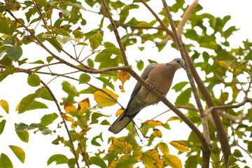 bird on a branch