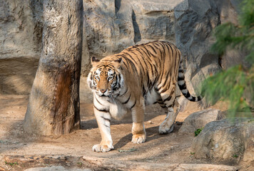 Siberian tiger (Panthera tigris altaica)