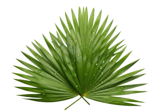Vibrant green palm fronds meticulously fanned, intricate veins and glistening water droplets, isolated on a clean transparent background, concept of natural elegance and purity