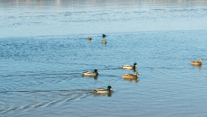 In a city pond at the end of winter, a lively flock of ducks navigates the icy waters, showcasing their resilience against the cold as they prepare for the arrival of spring.