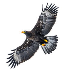Obraz premium Majestic golden eagle in flight with wings spread wide isolated on transparent background