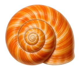 Orange and white spiral seashell on black background.