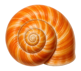 Orange and white spiral seashell on black background.