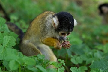 Squirrel Monkey Clutching A Leaf