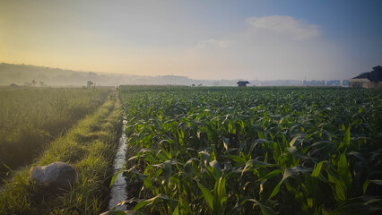 Small Stream Divides Cornfield at Sunrise