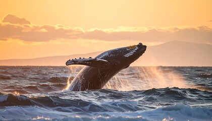 Majestic whale breaching at sunset
