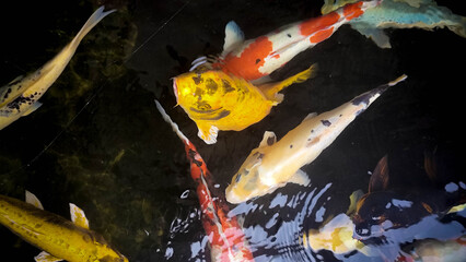Group of Colorful Koi Fish Swimming Together