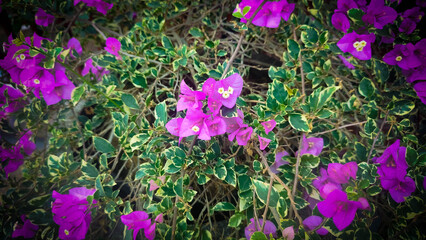 Close-Up View of Bush with Purple Flowers