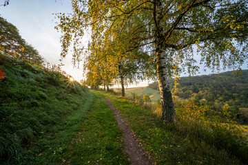 Herbstliche Weinberge im Muschelbruch bei Birkweiler mit Birken und warmem Sonnenaufgang vor dem Pfälzerwald