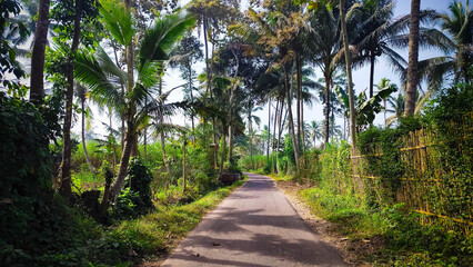 Narrow Road Through Tropical Jungle Path