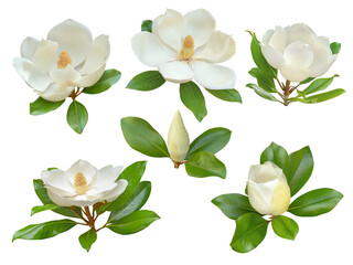 White magnolia flowers and buds with glossy green leaves set isolated transparent png © photohampster