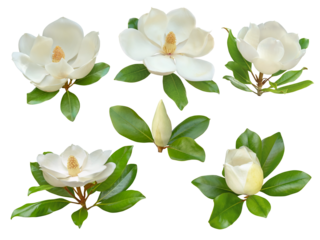 White magnolia flowers and buds with glossy green leaves set isolated transparent png