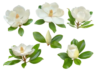 Fototapeten Magnolie White magnolia flowers and buds with glossy green leaves set isolated transparent png  © photohampster