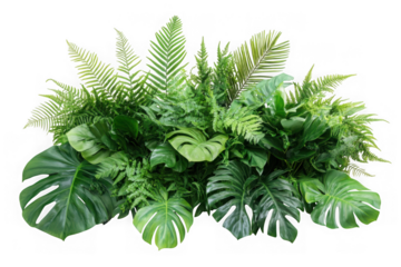 Lush green monstera and fern foliage arrangement with dark background isolated on a transparent background
