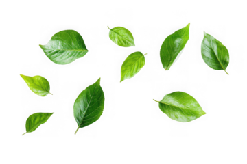 Scattered fresh green leaves with visible veins on black background isolated on a transparent background