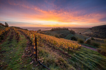 Herbstliche Weinberge im Muschelbruch bei Birkweiler mit Birken und warmem Sonnenaufgang vor dem...