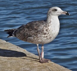 Juvenile ringed gull standing on concrete pier by water