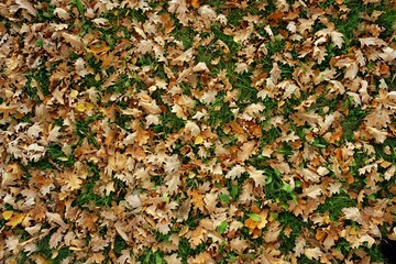 Autumn oak leaves background