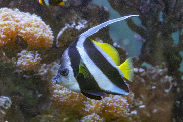 Pennant Coralfish Heniochus Acuminatus