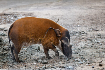Red River Hog Potamochoerus Porcus Bush Pig