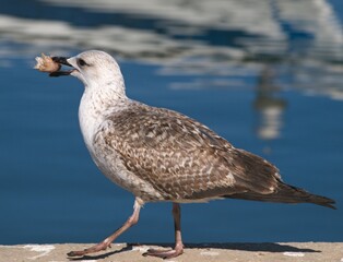 Seagull juvenile walking along water eating bread