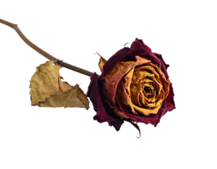 Dried rose on black background (2)