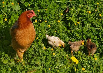 Hen and chicks enjoying green grass with yellow flowers