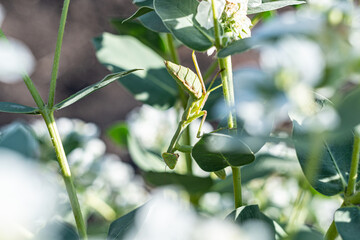 Praying mantis camouflaged on green plant stem