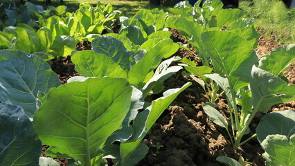 cabbage seedlings in the garden