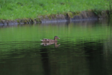 Wild duck or mallard female swimming on a pond. Mallard duck (anas platyrhynchos) 