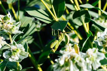 Green praying mantis on plant with white flowers
