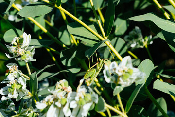 Green praying mantis on plant with white flowers