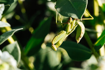 Praying mantis hanging upside down on green leaf