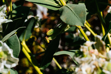 Praying mantis peeking from behind green leaf