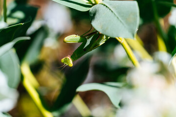 Praying mantis peeking from behind green leaf