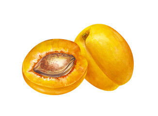 A hand-drawn apricot and its half with a stone. The watercolor illustration is isolated on a white background. Botanical drawing of ripe fruits for menu, cooking and gardening. Clipart.