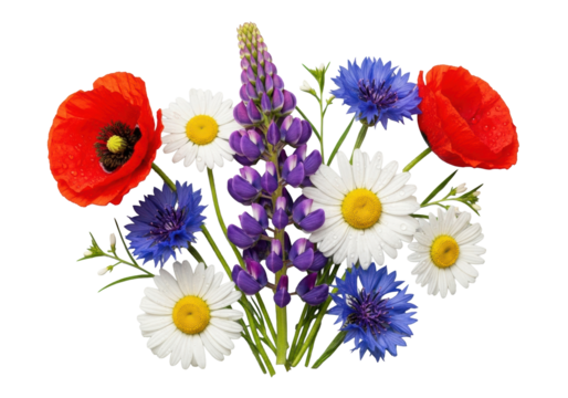 Top-down flat lay of artfully arranged vibrant red poppy, crisp white daisies, elegant purple lupine, blue cornflowers, green stems with water droplets on a transparent background, pristine commercial
