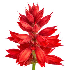 Vibrant red salvia flower with delicate petals and green stem isolated on a transparent background