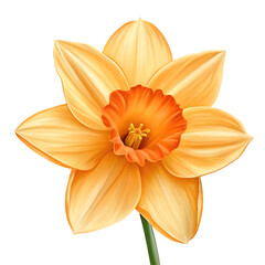 Fototapeta premium Vibrant yellow daffodil with bright orange trumpet center and green stem isolated on a transparent background