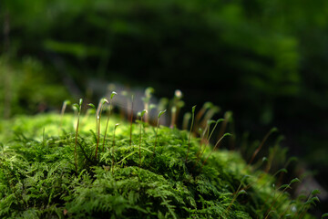 Close up of vibrant green moss, bryophytes, Racopilum strumiferum