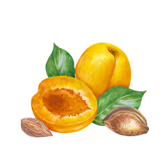 Watercolor composition with ripe apricots, hand-drawn. A botanical illustration with fruits, green leaves and pits, isolated on a white background. For packaging, wallpaper, textiles and tableware.