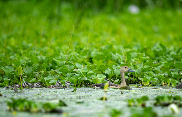 Intimate scene of a duck parent protecting its ducklings while swimming in the rain. Focuses on the rippling water and the bird's waterproof feathers.