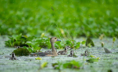 Monsoon rain falls heavily on a pond where Lesser Whistling Ducklings feed, their soft plumage...