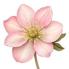 Obraz premium Delicate pink hellebore flower with green leaves and detailed stamen isolated on a transparent background