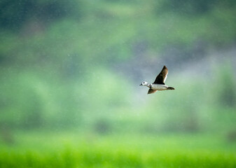 Elegant Cotton Pygmy Goose flying above pond in rain.