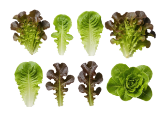 Perfectly formed, vibrant green and red oak lettuce leaves with glistening water droplets, isolated on a clean transparent background, concept for fresh produce advertising