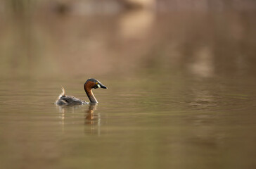 Little Grebe calmly floating on still pond water in natural wetland habitat.