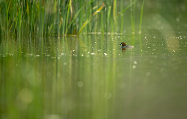 Little Grebe calmly floating on still pond water in natural wetland habitat.